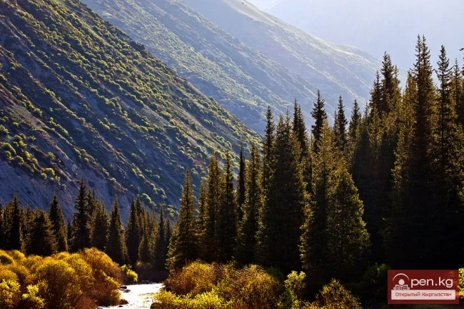 Tian Shan Fir (Schrenk's Fir)