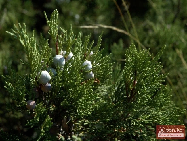Evergreen Plants of Kyrgyzstan: Juniper