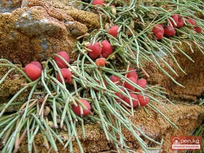 Кыргызстандын чөл өсүмдүктөрү