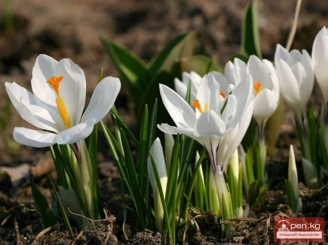 Стептик өсүмдүктөр Кыргызстанда
