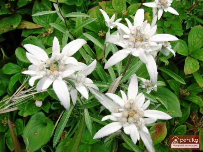 Джайлоо өсүмдүктөрү