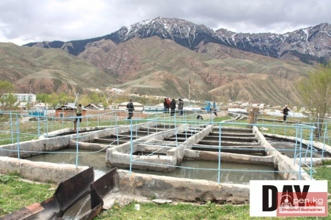 Ким Нарын дарыясын канализацияга айлантууда?