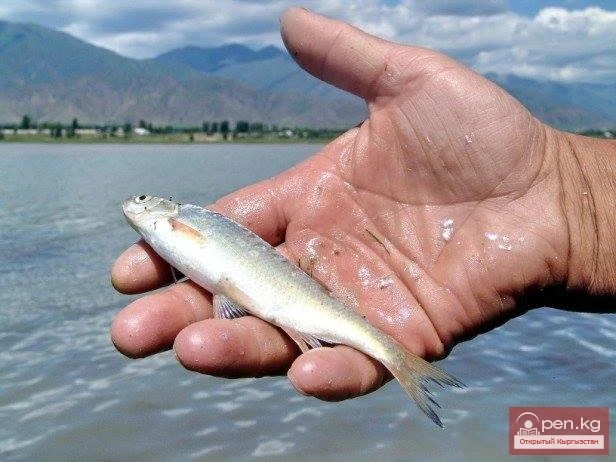 Сотрудники рыбного хозяйства «Балыкчы» выпустили в озеро Иссык-Куль около 100 мальков иссык-кульской маринки