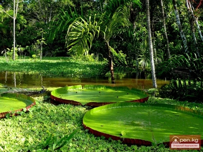 Рай и ад Амазонии