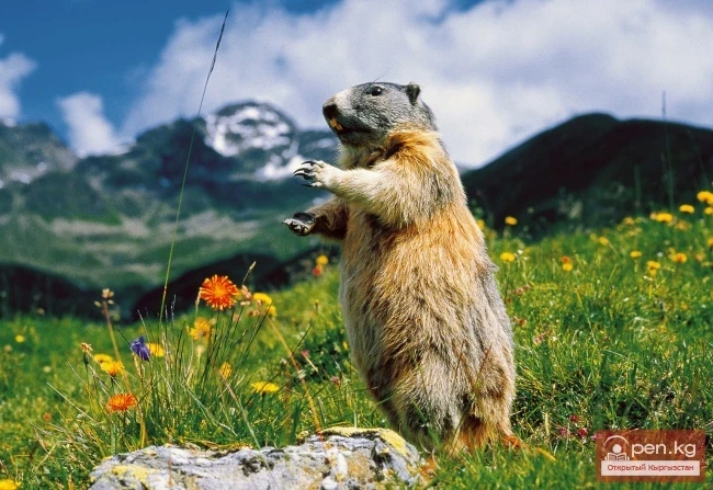 Ат-Баши аймагы