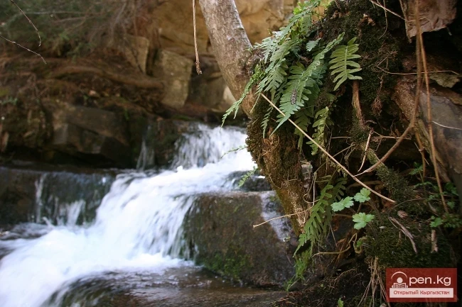 Zone "Toguz-Toroo" ("Nine Chestnuts")
