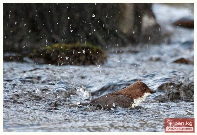 «Мин-Кyш» аймагы (миң канаттуулар)