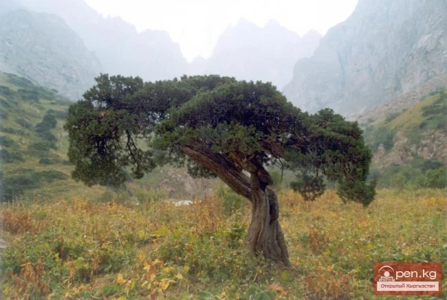 Зона «Манас»