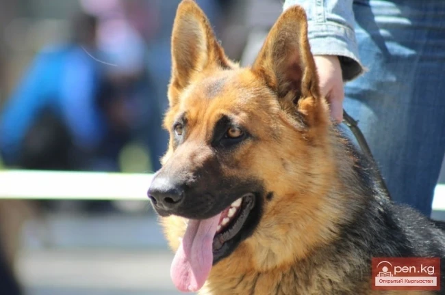 September 28 Dog Show "Cup of Kyrgyzstan"