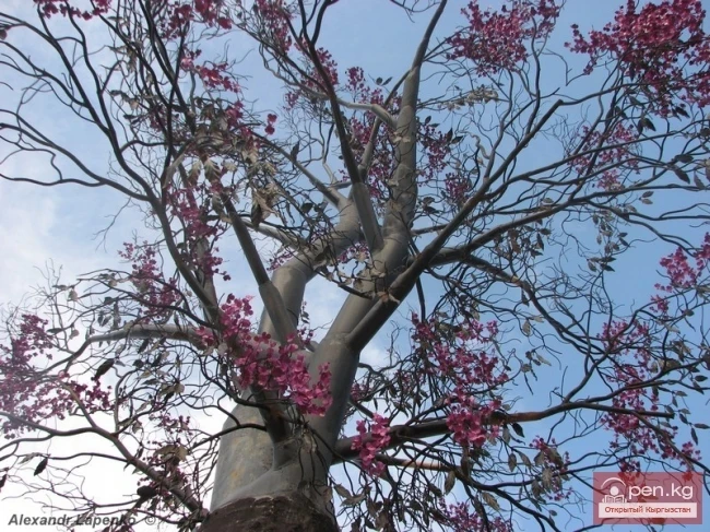 Кыргызстан (фотограф Александр Лапенко)