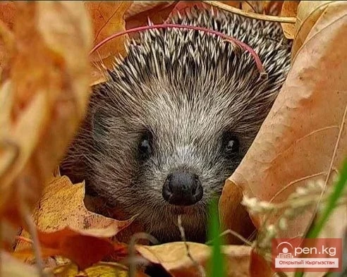 Broth (Shorpo) from Hedgehog