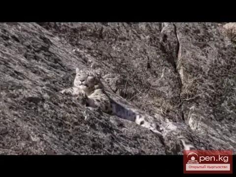 Фильм о снежном барсе