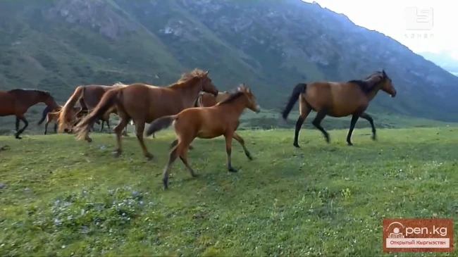 Джайлоо. Эпизод 4