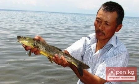 Protection of Fish Stocks in Lake Issyk-Kul, Lake Son-Kul, Kara-Suu, and Toktogul Reservoir