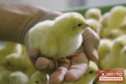 Agriculture of Kyrgyzstan