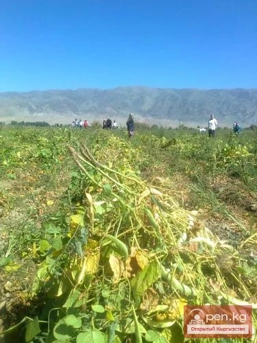 Agriculture of Kyrgyzstan