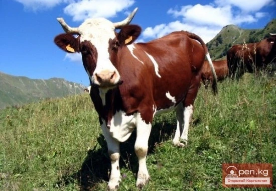 Agriculture of Kyrgyzstan