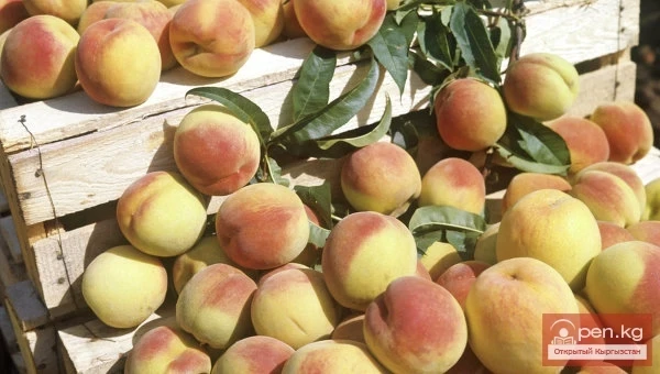 Agriculture of Kyrgyzstan