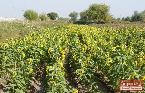Agriculture of Kyrgyzstan