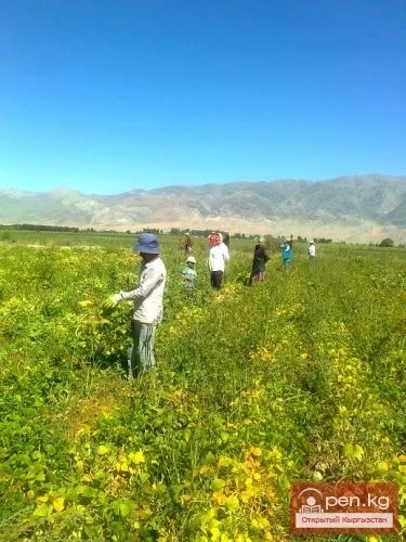 Agriculture of Kyrgyzstan