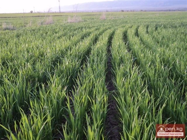 Agriculture of Kyrgyzstan