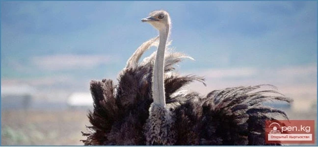 Agriculture of Kyrgyzstan