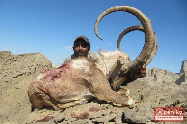 Trophy Qualities of Animals