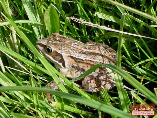 Amphibians and Reptiles