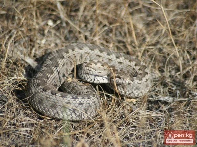 Amphibians and Reptiles