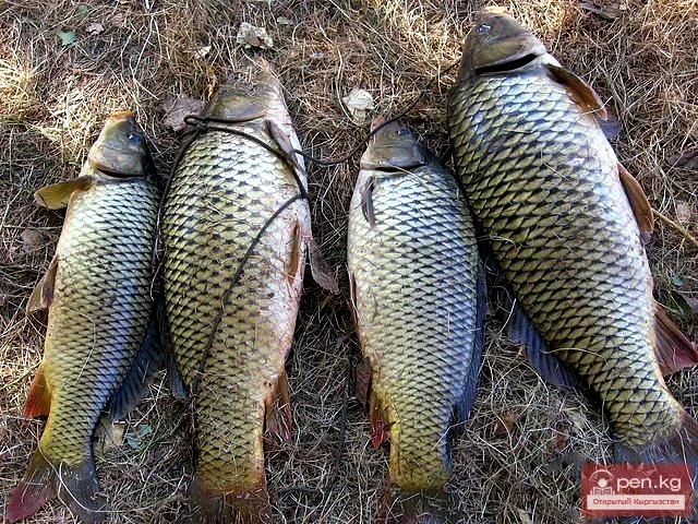 Trophies You Can Catch During the Fishing Period