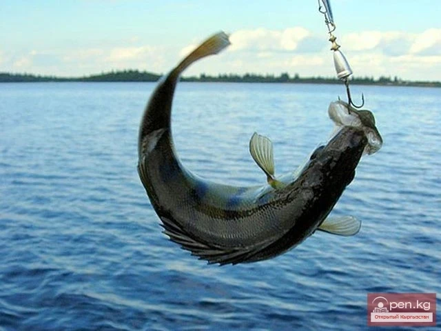 Кыргызстанда балык уулоо