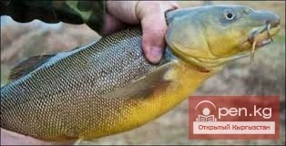 Рыбалка на реке Кекемерен