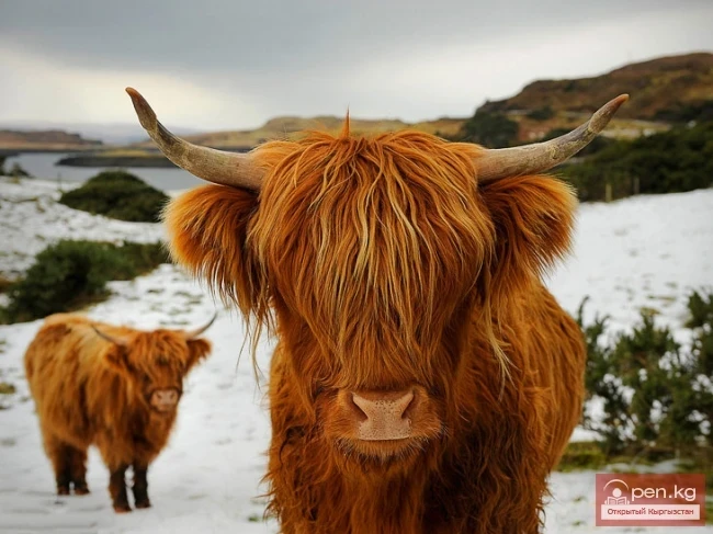 Кыргызстандын айыл чарбасы