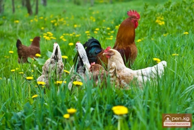 Agriculture of Kyrgyzstan