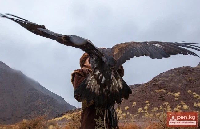 Birds of the Red Book of Kyrgyzstan