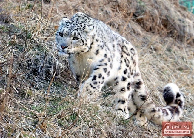 Mammals of the Red Book of Kyrgyzstan