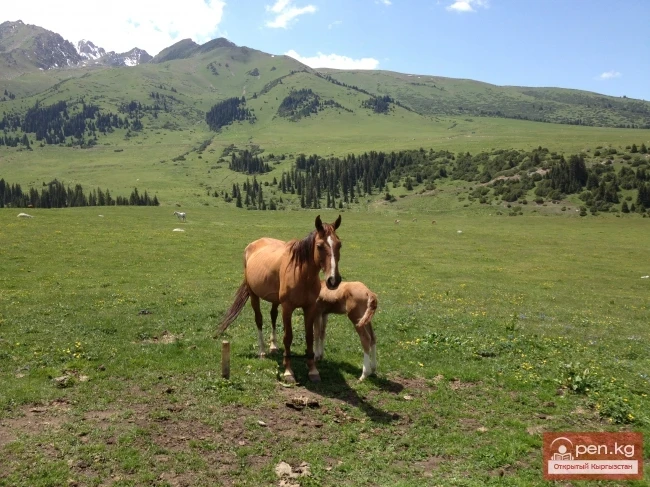 Кумыс дарылоо Жыргаланда