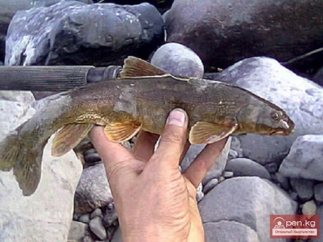 Түндүк Каракол же Суусамыр