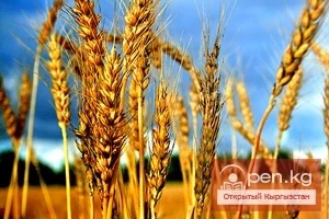 К проверке качества продовольственной пшеницы приступили в Министерстве сельского хозяйства и мелиорации Кыргызстана