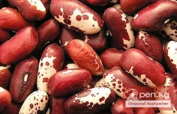 Талас фермерлери фасольдын сатып алуу бааларынын төмөндөшү боюнча коңгуроо кагууда