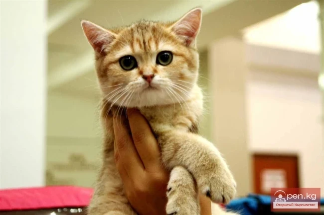 Ярмарка котят