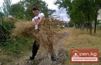 «Ататюрк» паркында «Жашыл курулуш» кызматкерлери жүздөгөн дарактарды отургузушту