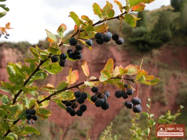 Ботанические познания кыргызов