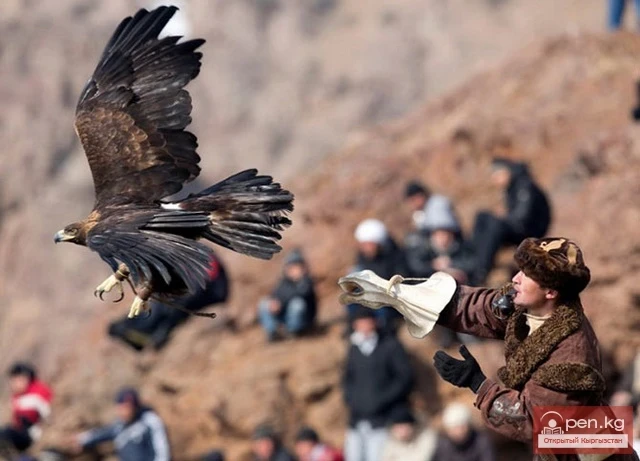 Кыргызстандагы аңчылыкка арналган куштар