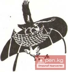 Кыргызы кантип аңчылык куштарын кармайт жана үйрөтөт