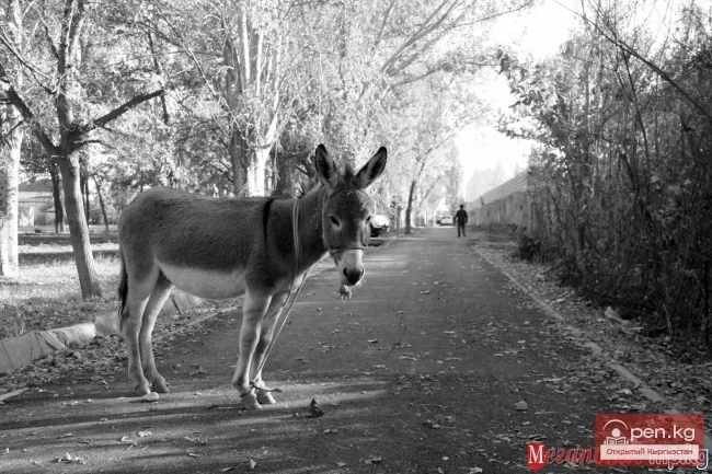 Фокуска алынбаган шаар