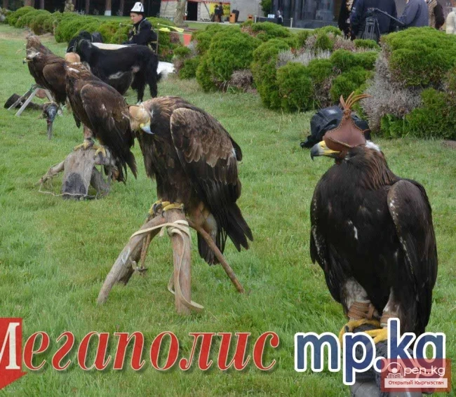 Салбуурун как спорт, или особенности национальной охоты!