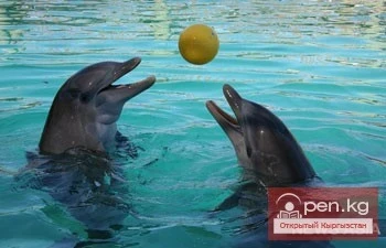 Бишкекке Кыргызстандын тарыхындагы биринчи дельфиндер келди