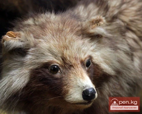 Биология – топурак институтунун зоология музейи