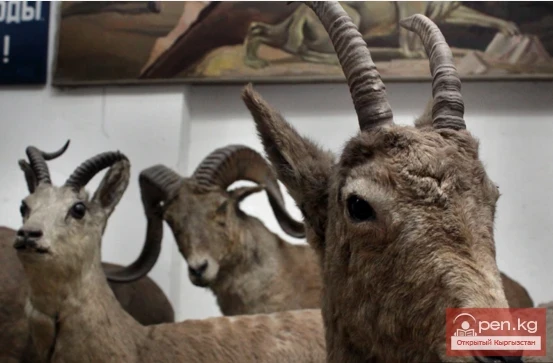 Биология – топурак институтунун зоология музейи